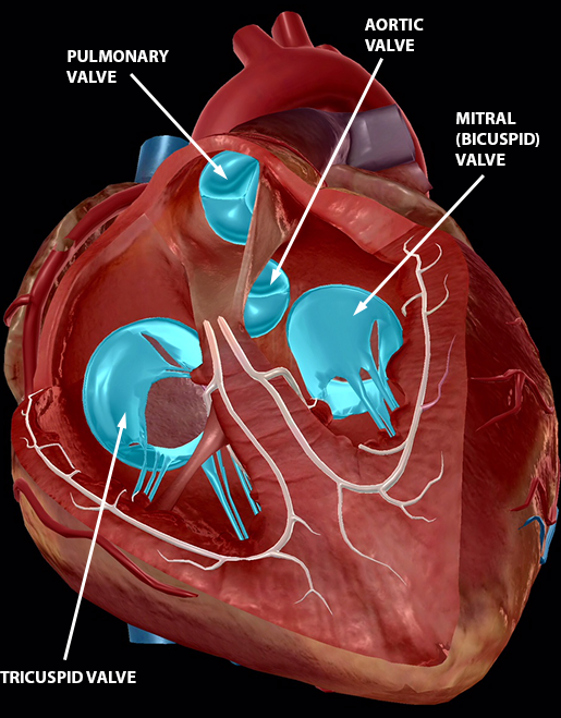 That Boom Boom Pow Virtual Dissection (sort of) of the Human Heart